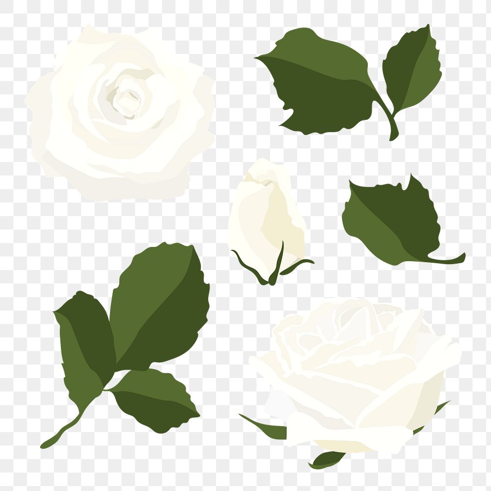 White rose png sticker, spring flower illustration set