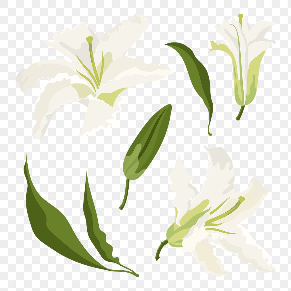 White lily flower png sticker, aesthetic illustration set on transparent background