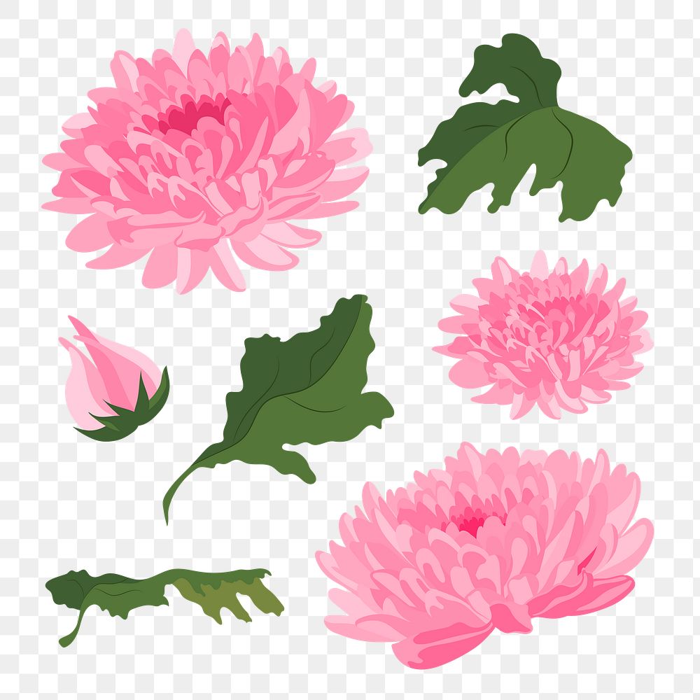 Chrysanthemum flower png sticker, pink aesthetic illustration set on transparent background