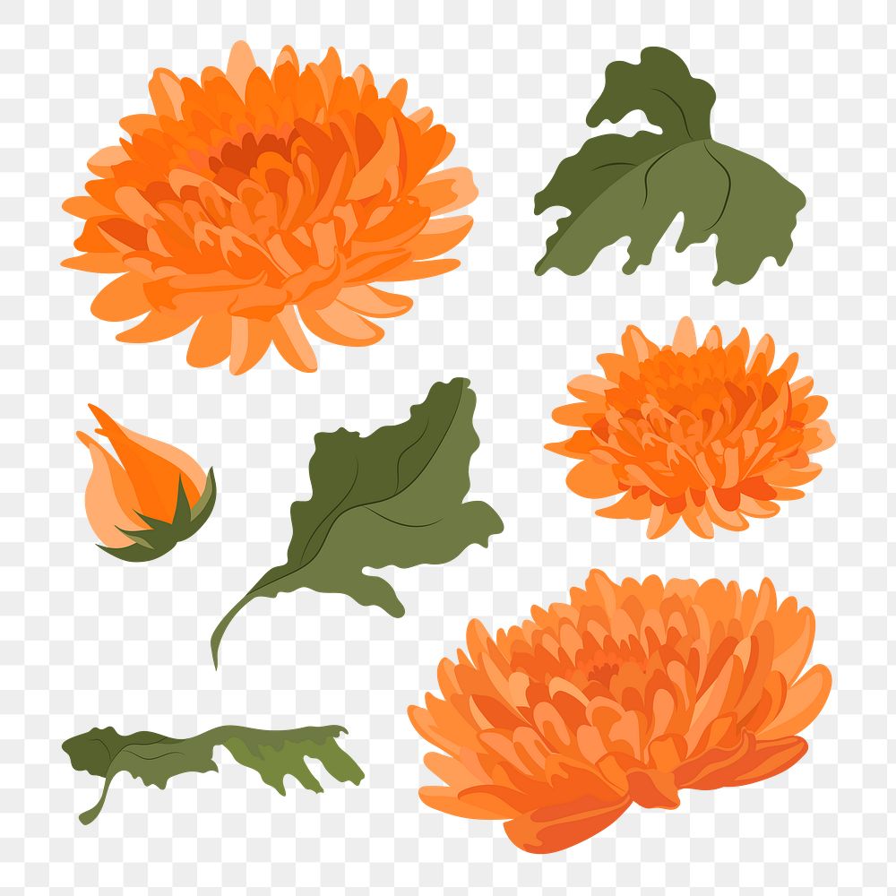 Chrysanthemum flower png sticker, Autumn aesthetic illustration set on transparent background