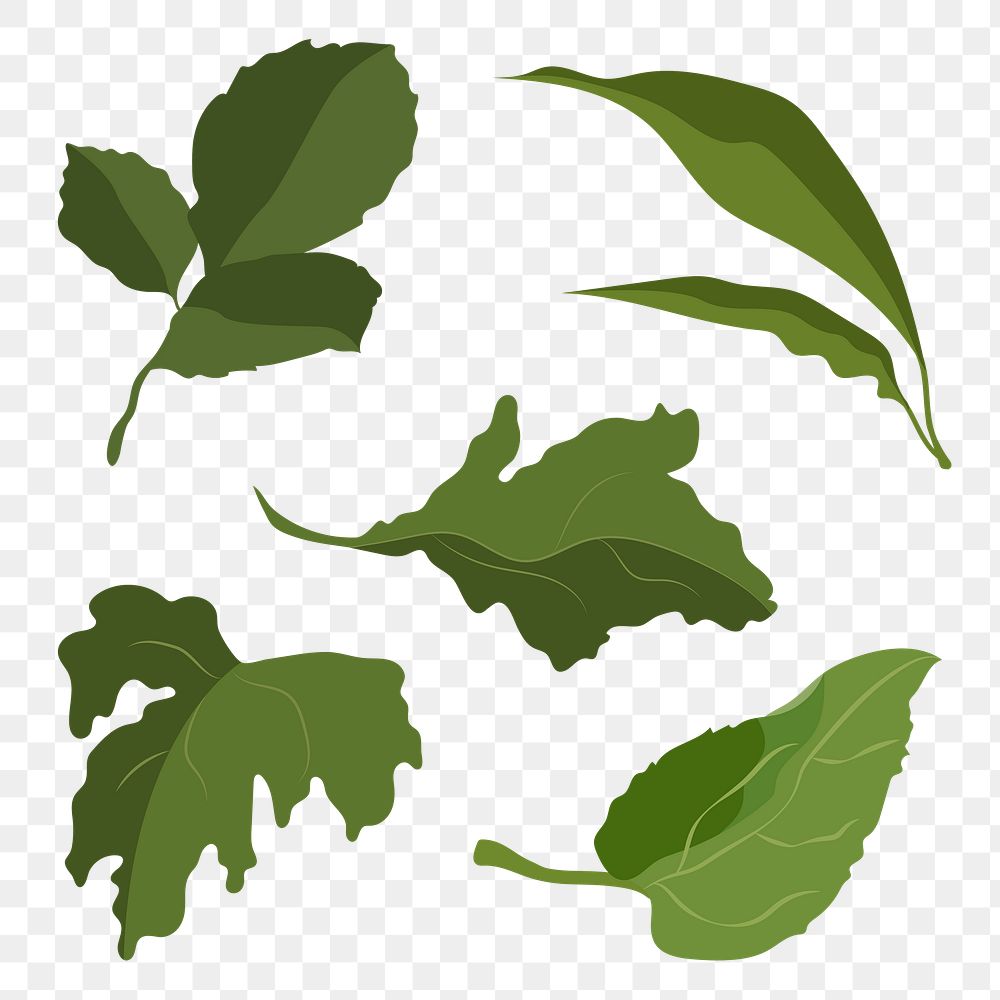 Aesthetic leaf png sticker, green botanical illustration set