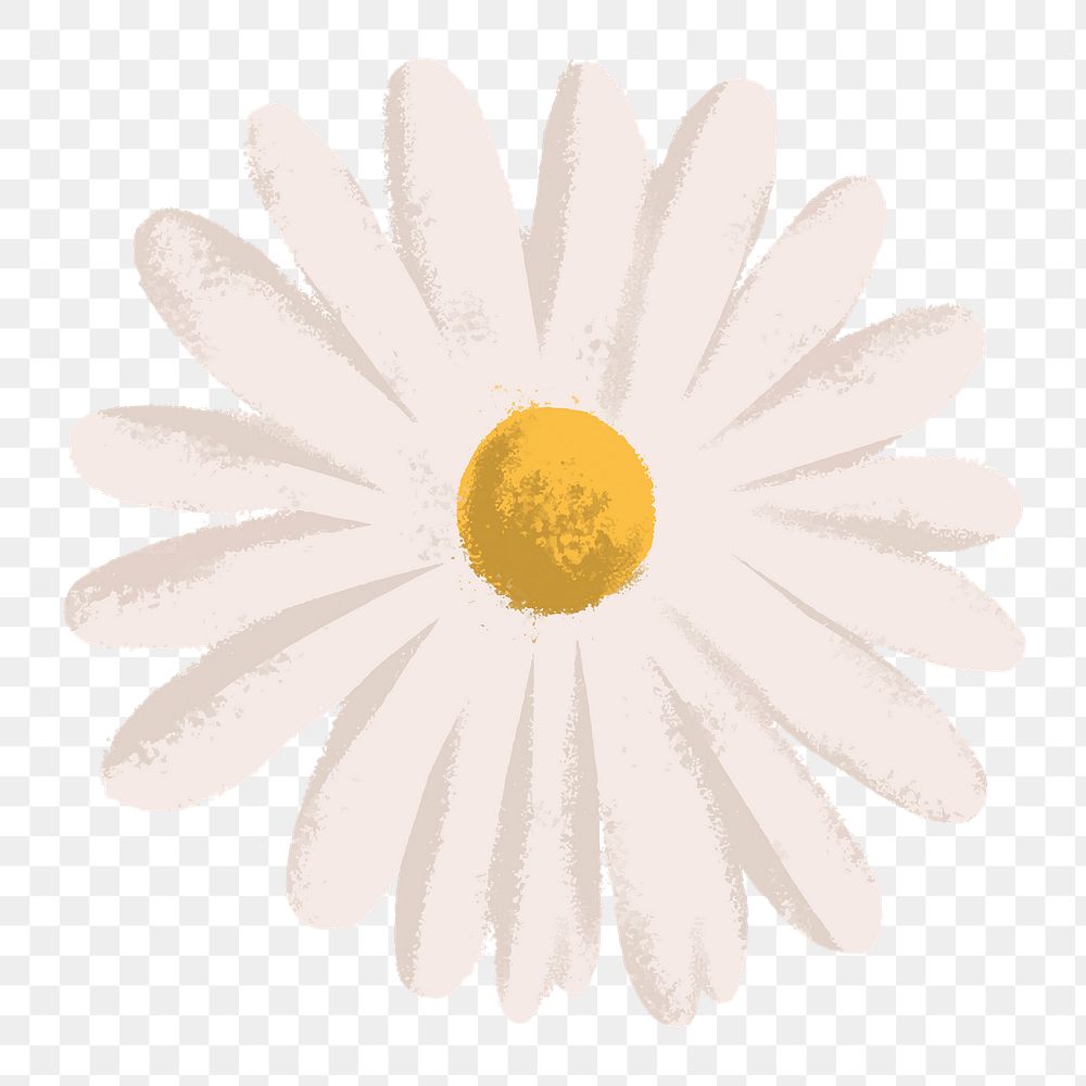 Nature png sticker, minimal Daisy flower design, transparent background