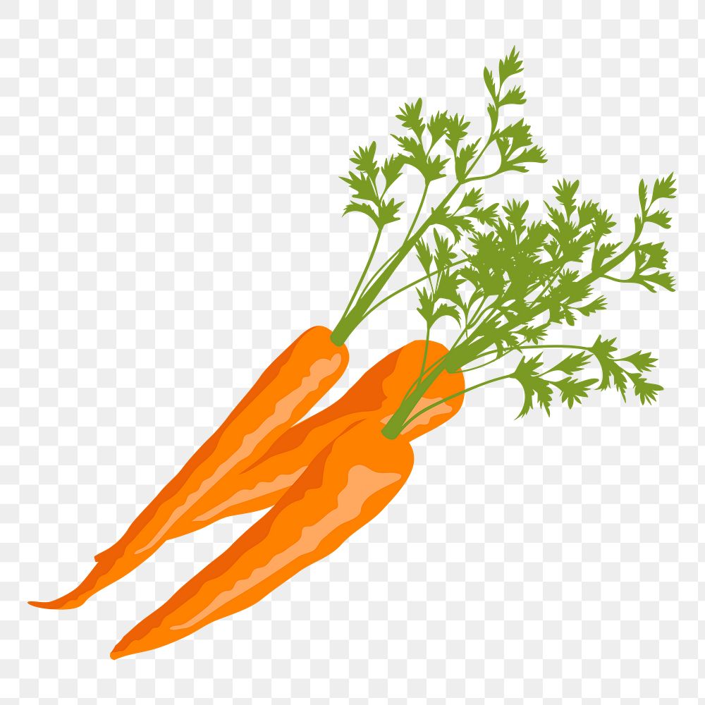 Carrots png sticker, realistic illustration, transparent background