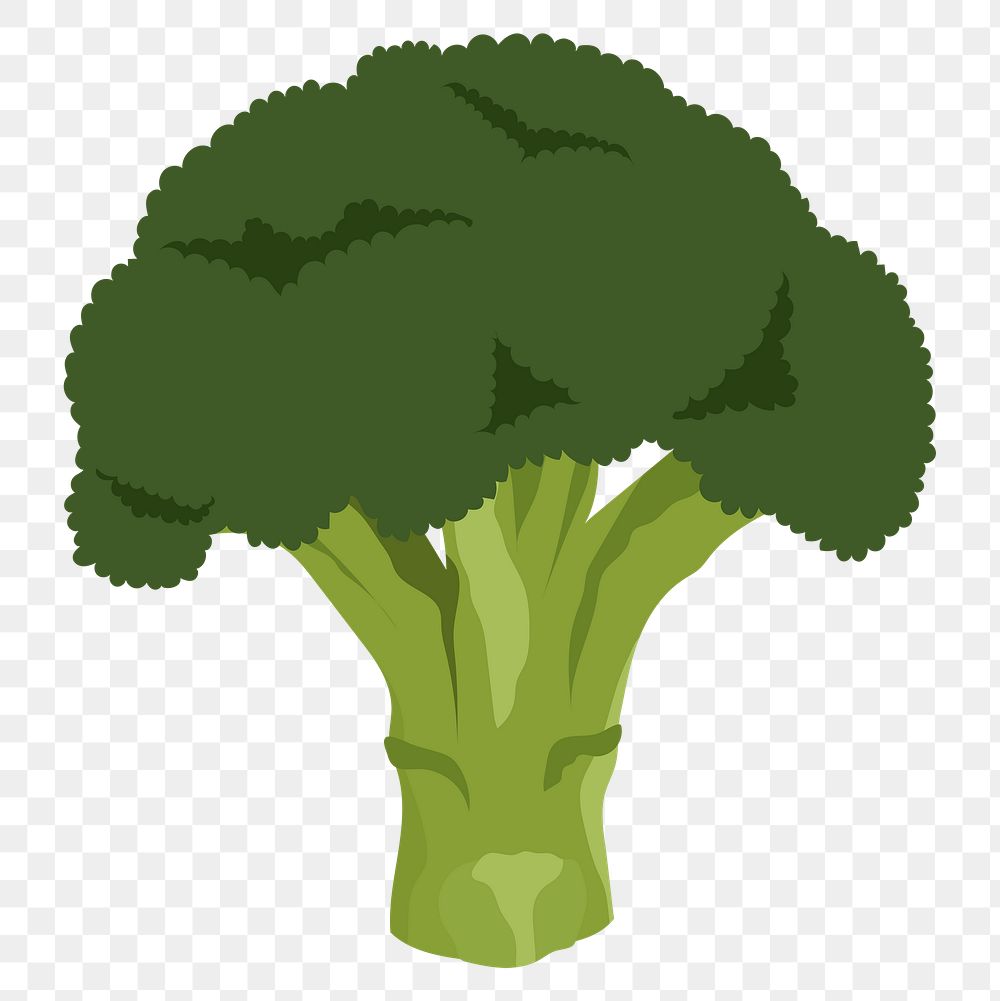 Broccoli png sticker, realistic illustration, transparent background