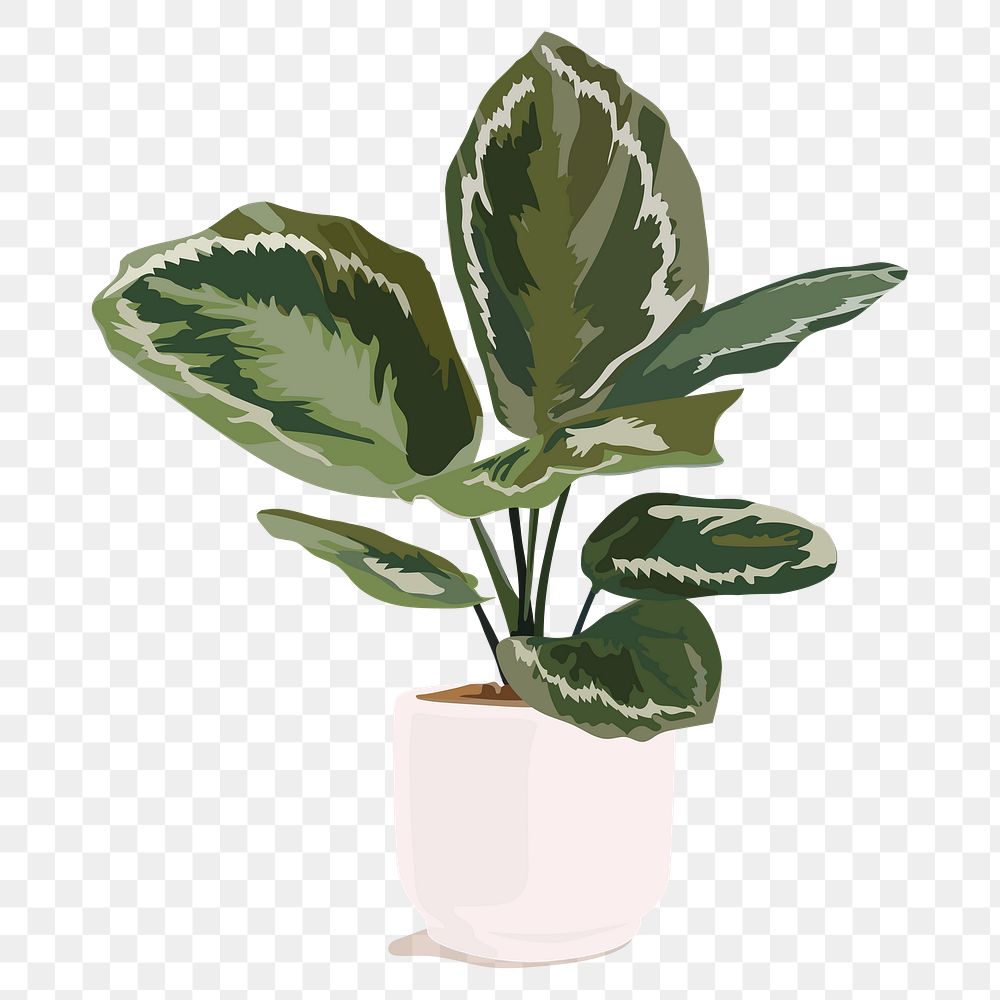 Calathea plant png sticker illustration, transparent background