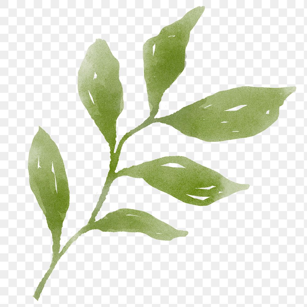Green leaf png sticker, watercolor design, transparent background