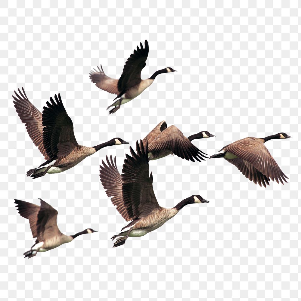 Flying geese png cut out, bird, animal graphic on transparent background