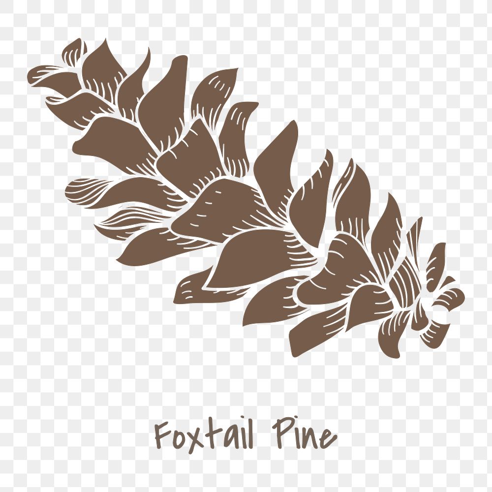 Brown foxtail pine cone sticker design element