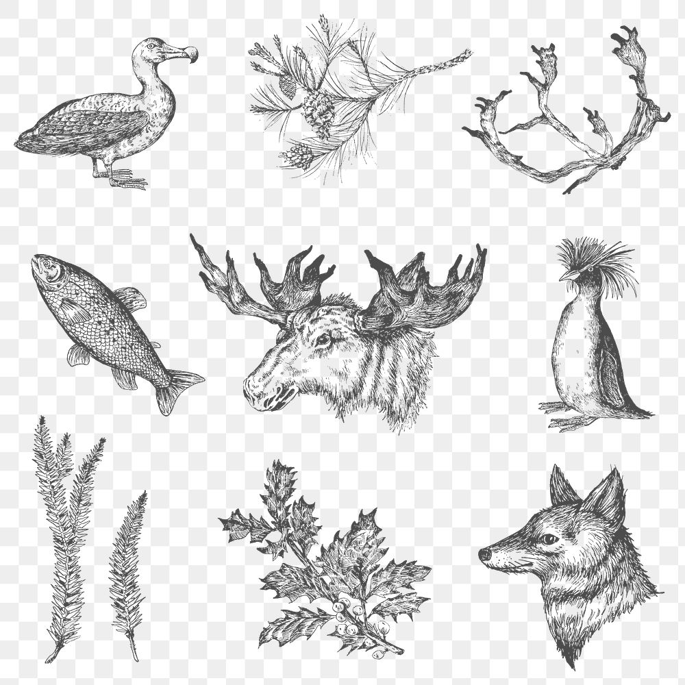 Animal drawing collection social ads template transparent png