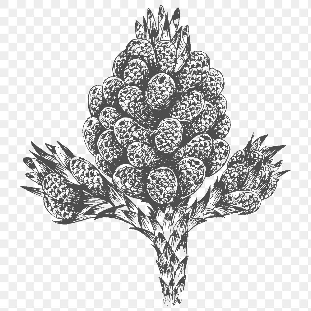 Hand drawn conifer cone element  transparent png