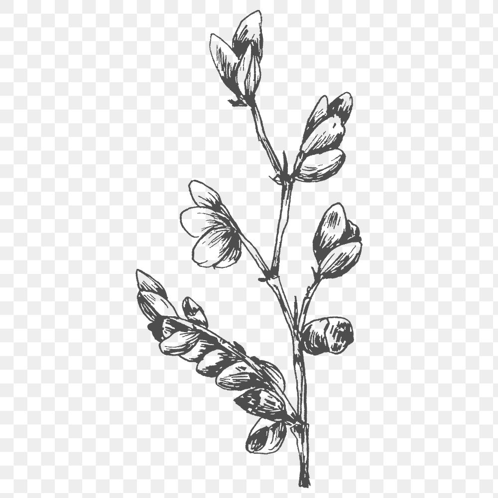 Hand drawn flower branch | Free PNG Sticker - rawpixel