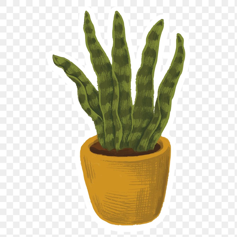 Snake plant in a pot | Premium PNG Sticker - rawpixel