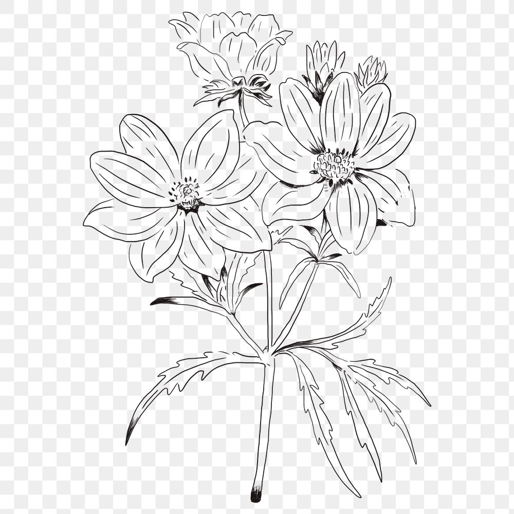 Hand drawn calliopsis flower transparent png
