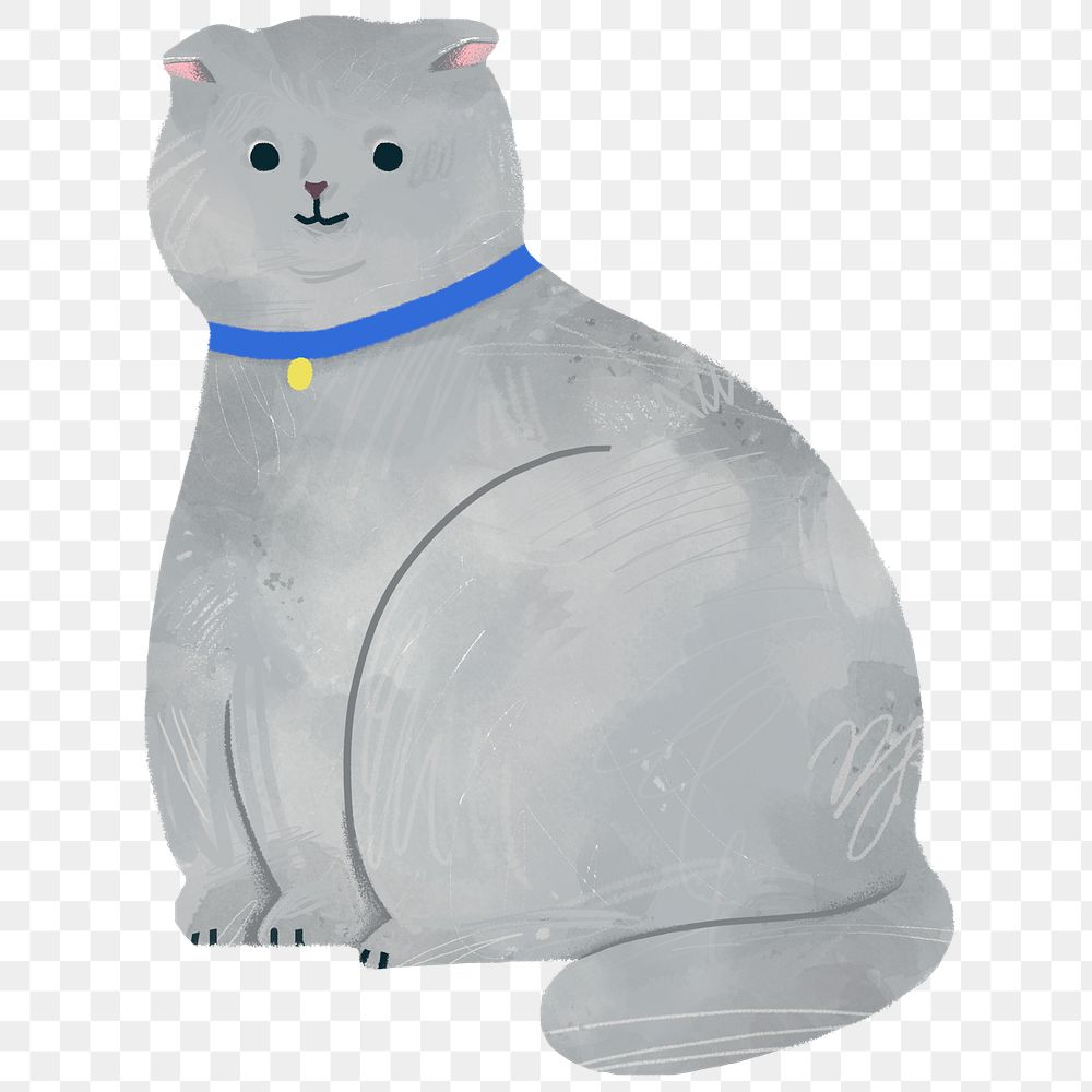 Scottish Fold cat on a gray background transparent png