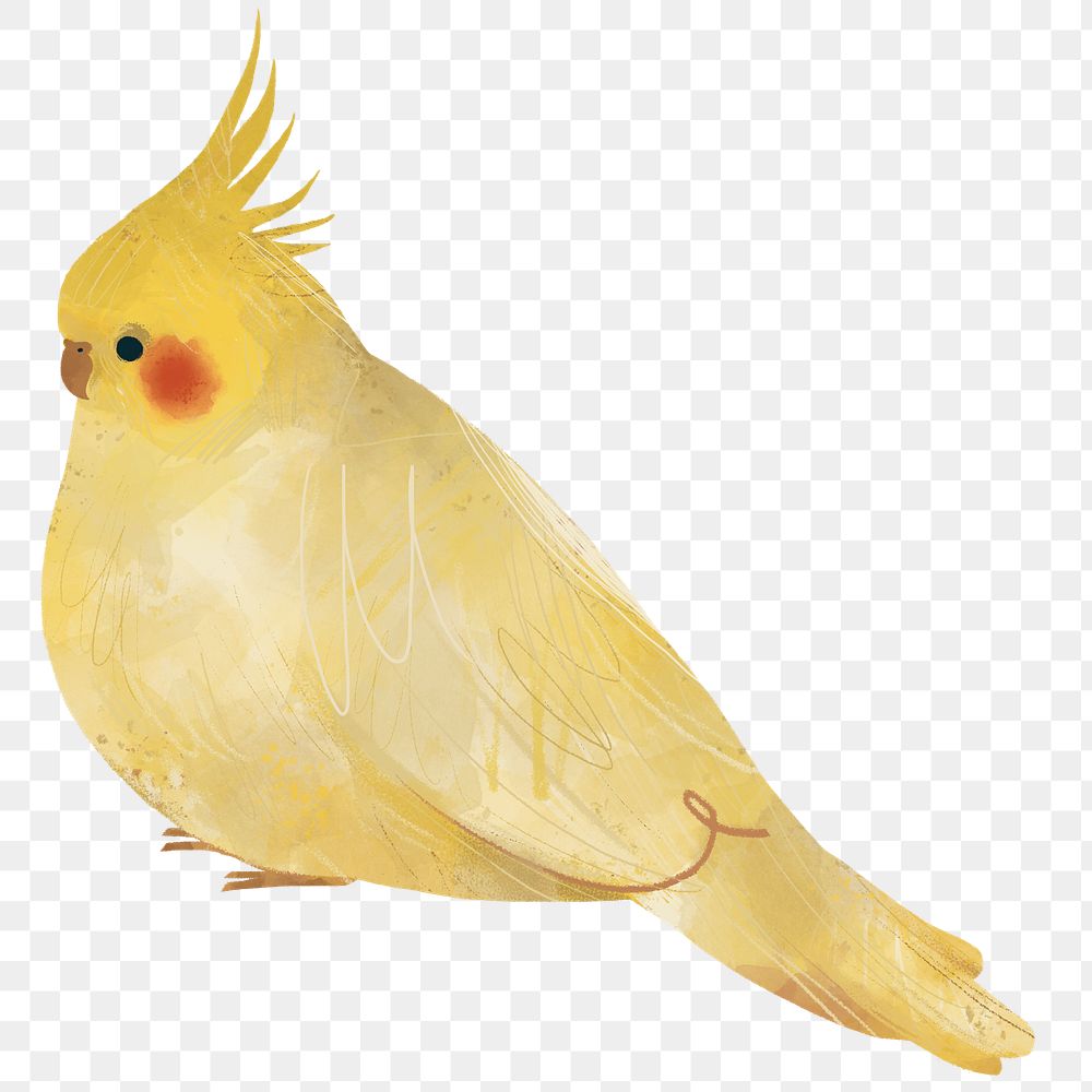 Cute Cockatiels Drawing Png Royalty Free Stock Transparent Png 2053059,Honeycomb Tripe Tacos