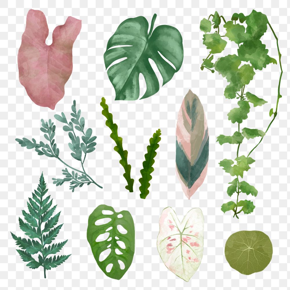 Png plant leaf design element set 