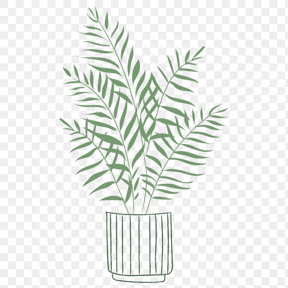 Potted plant png houseplant golden cane palm