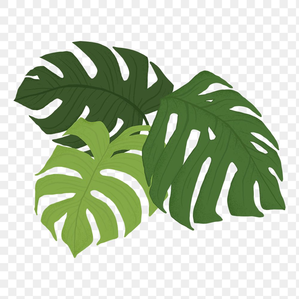 PNG monstera leaf sticker plant botanical illustration