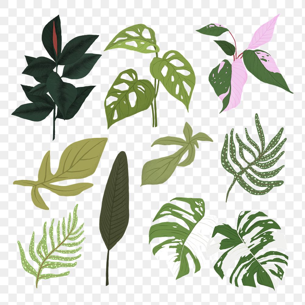 PNG tropical leaf sticker plant | Premium PNG - rawpixel