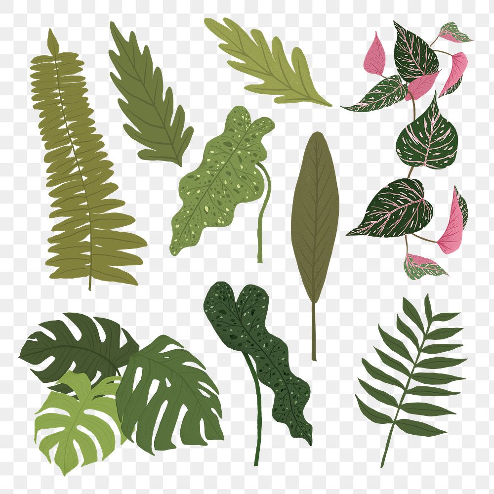 PNG tropical leaf sticker plant botanical illustration set