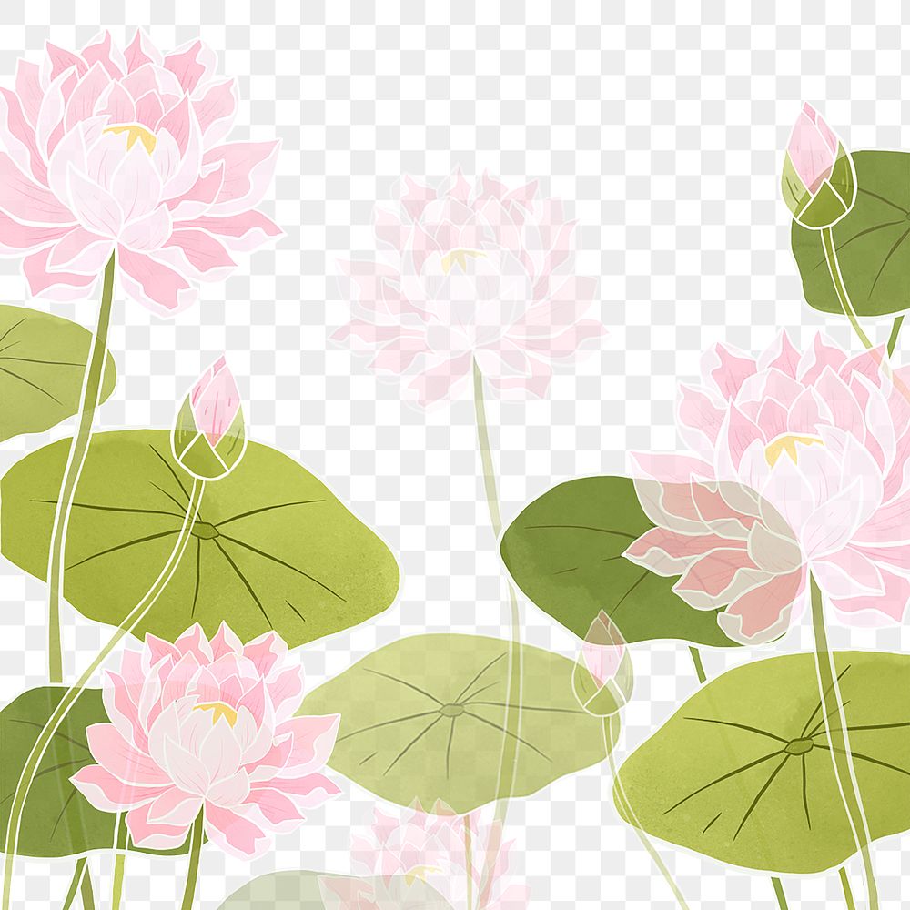Png hand drawn water lily  transparent background