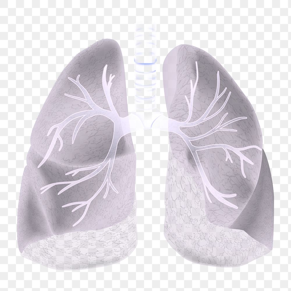 Png human lungs medical illustration