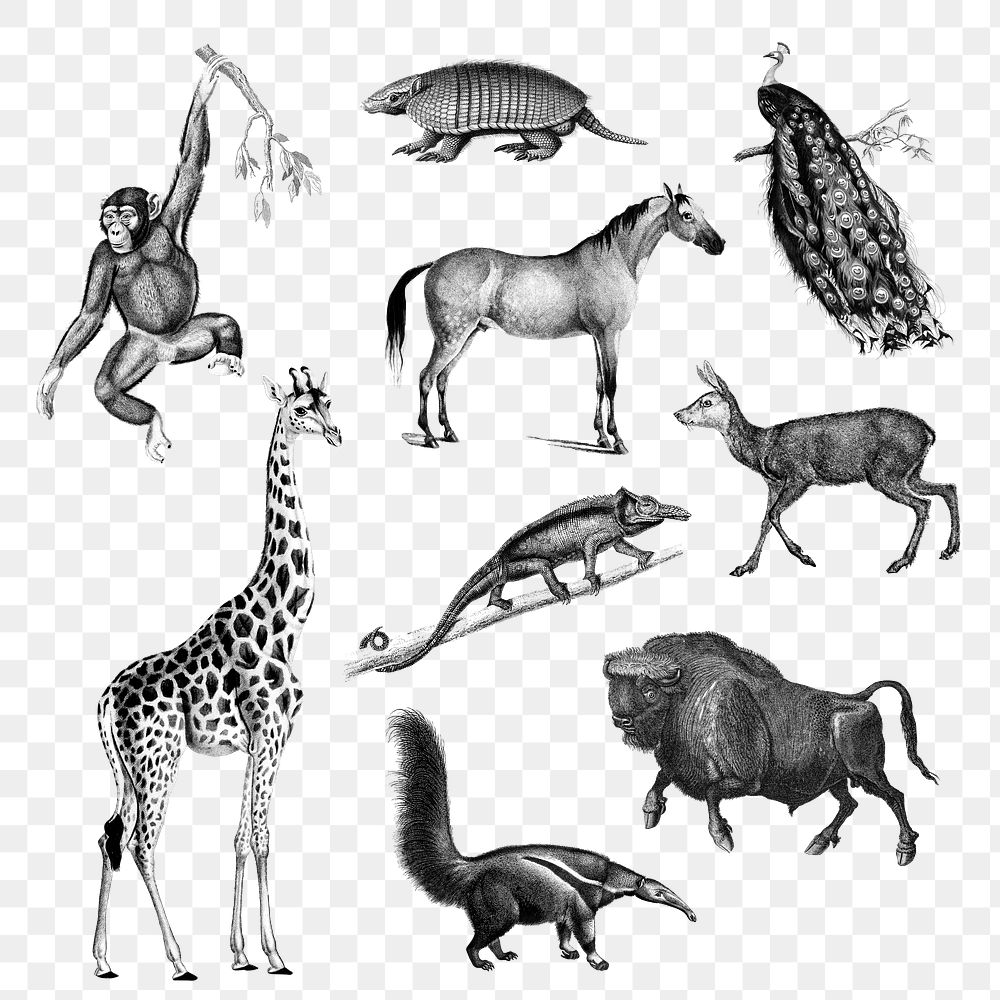 Hand drawn png wildlife bw, remix from artworks by Charles Dessalines D'orbigny