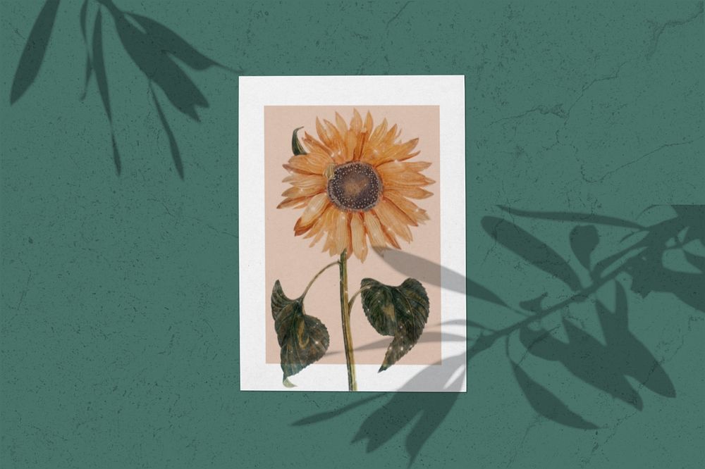 Sunflower poster mockup with shadow, editable design