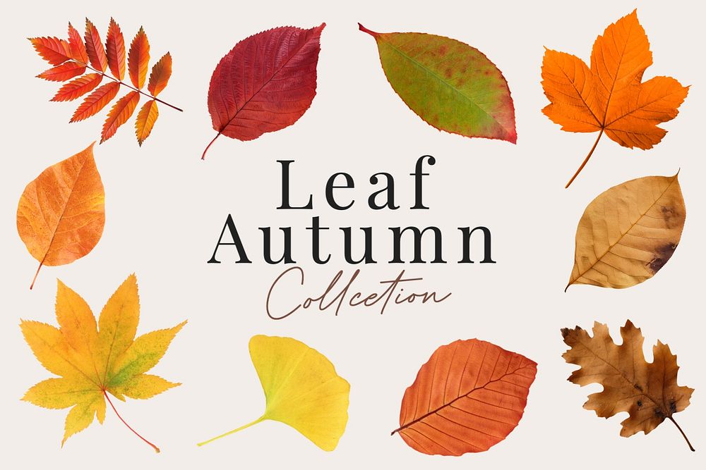 Autumn leaf set, editable design | Premium Editable Design - rawpixel