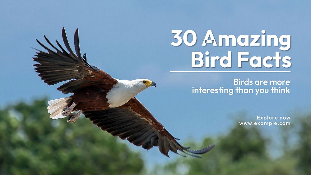 Bird facts blog banner template
