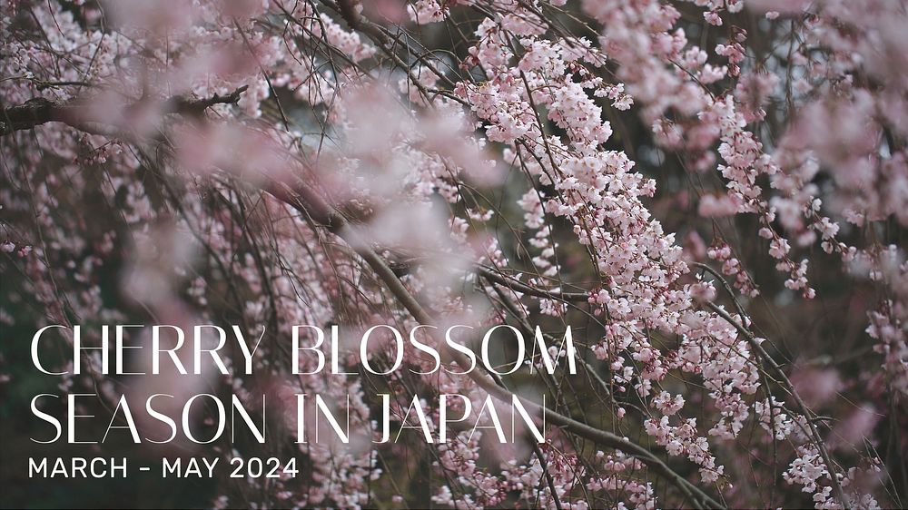 Cherry blossom season blog banner template