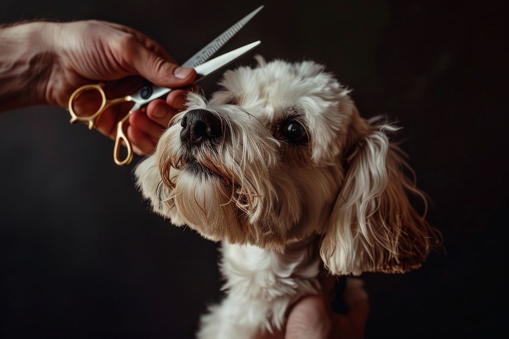 Hand holds scissors dog animal canine.