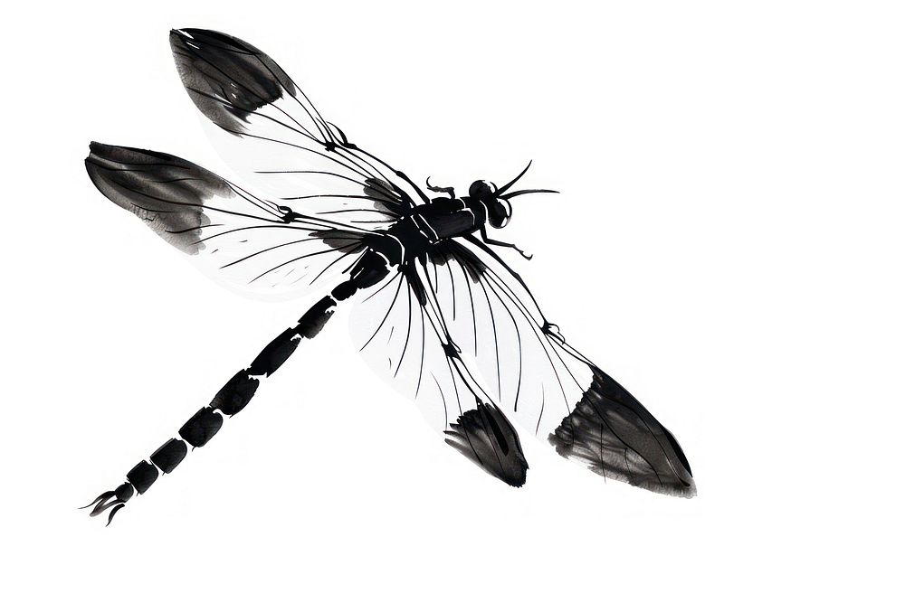 Dragonfly Japanese minimal invertebrate anisoptera andrena.