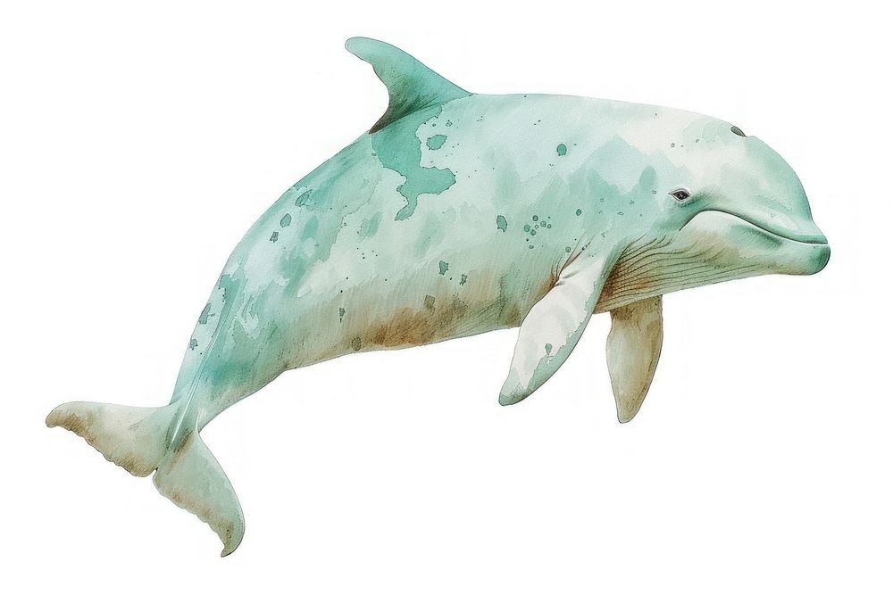 Minke Whale whale dolphin animal.
