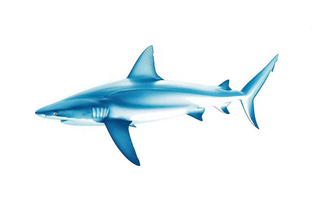 Blue Shark shark animal fish.