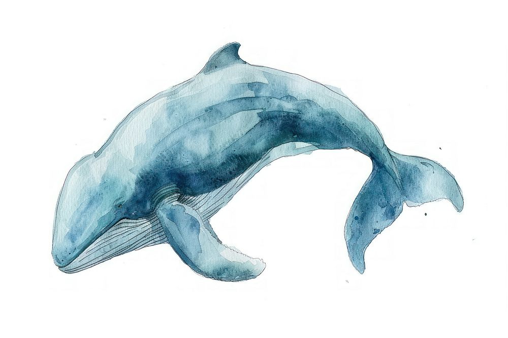 Bowhead Whale whale animal mammal.