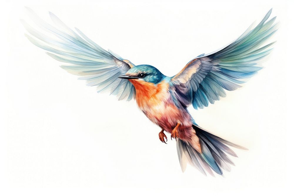 Illustration of bird flying bluebird animal jay.