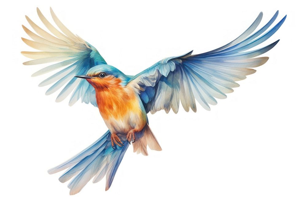 Illustration of bird flying bluebird animal jay.