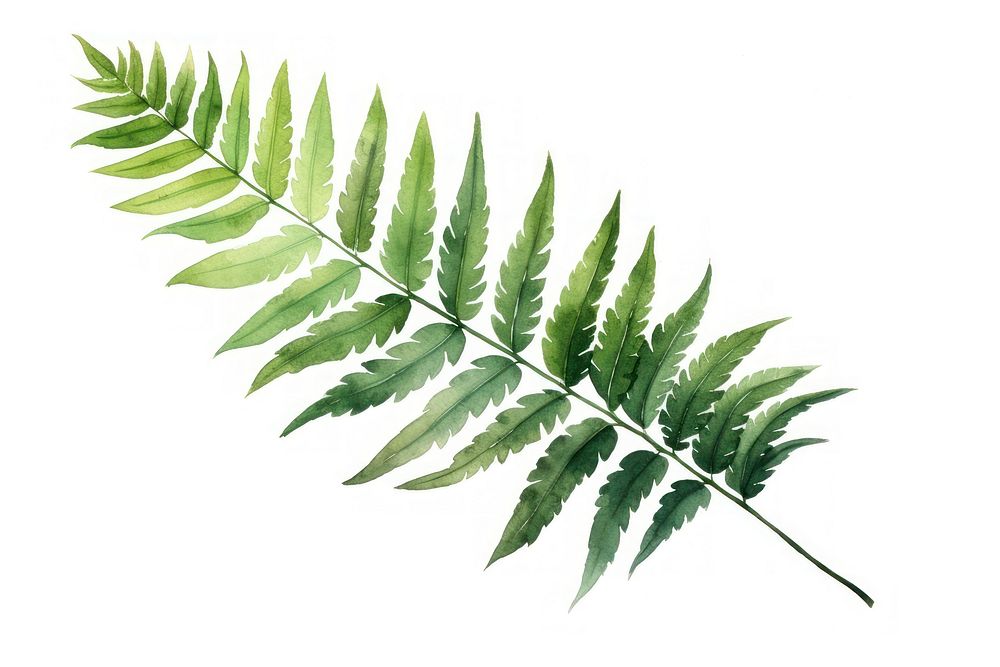 Illustration of fern leaf plant.