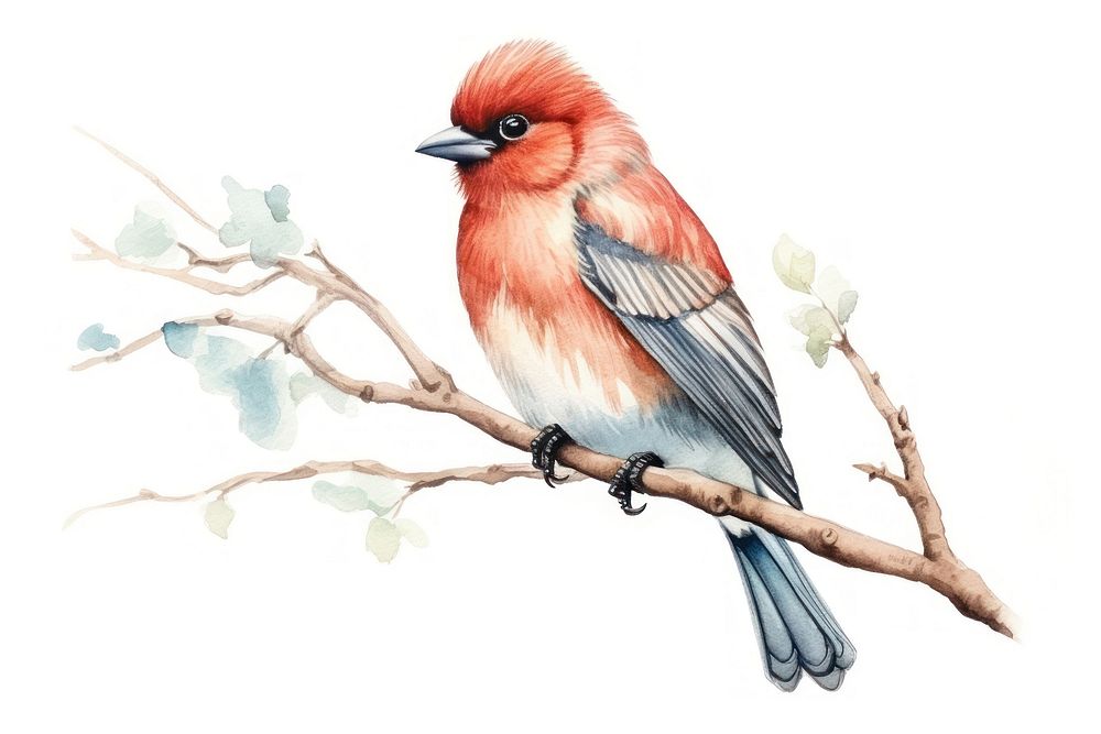 Illustration of own bird art illustrated cardinal.
