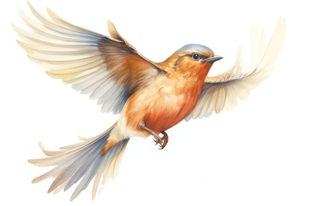 Illustration of own bird flying bluebird animal robin.