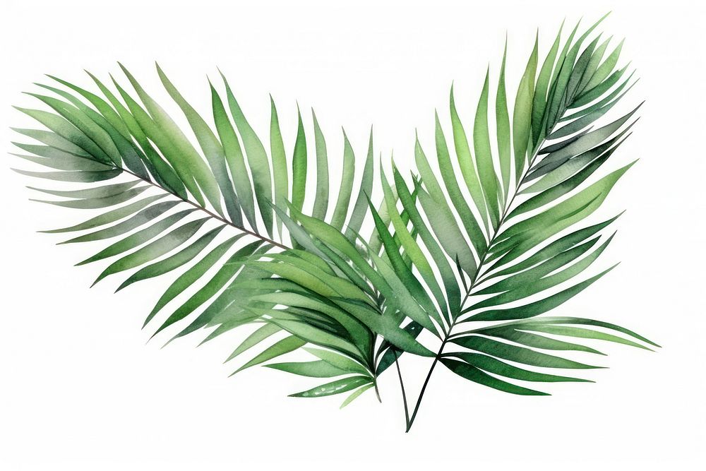 Illustration of palm leaves art arecaceae plant.