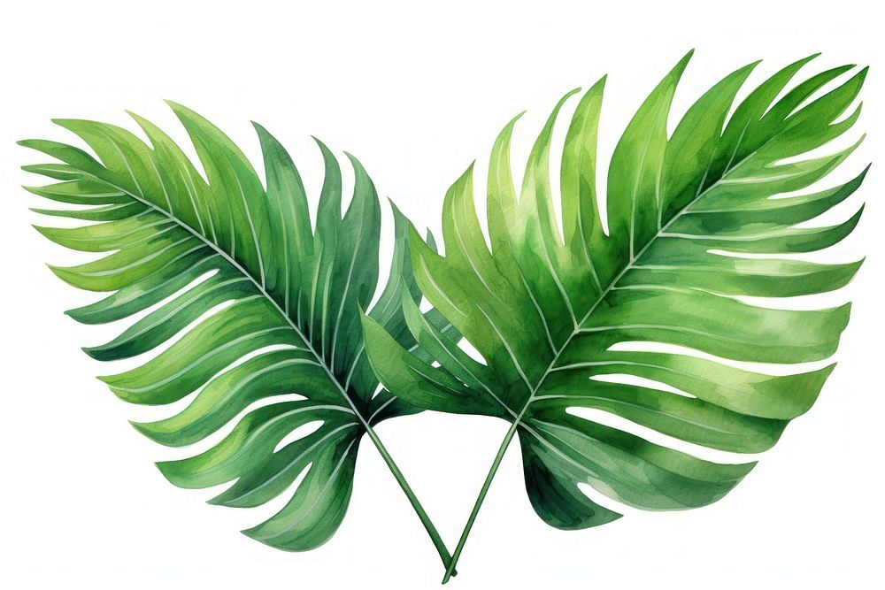 Illustration of palm leaves plant leaf fern.