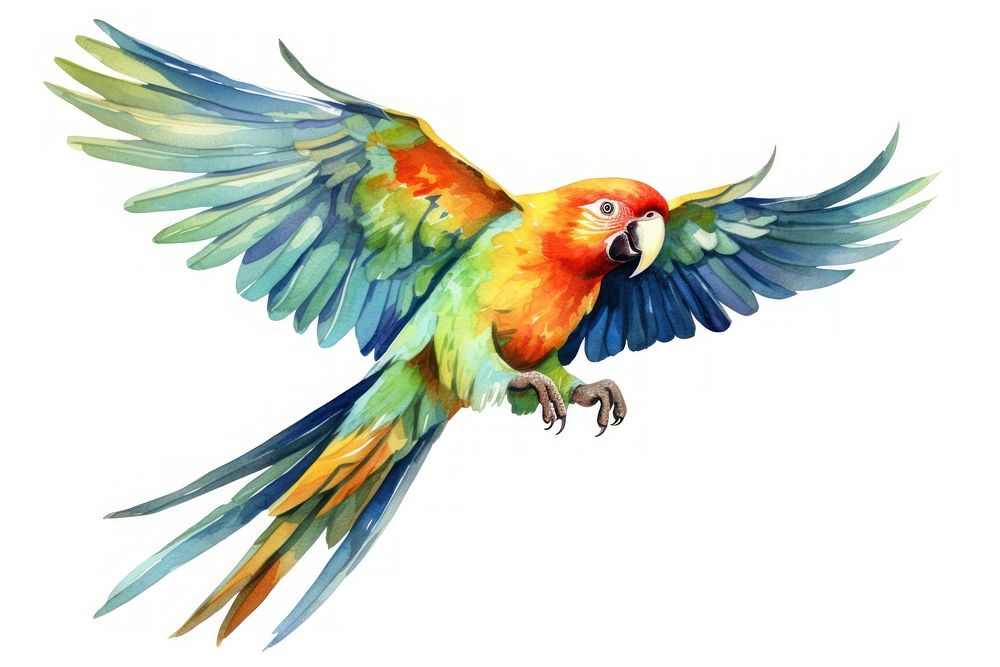 Illustration of parrot bird flying animal.