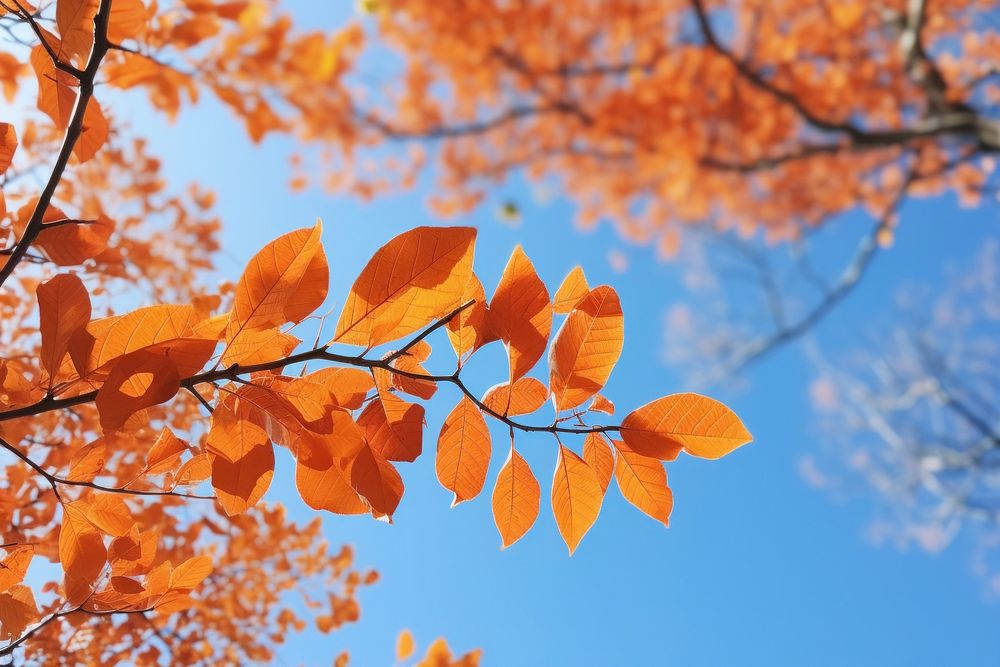 Autumn colored leaves sky outdoors nature.