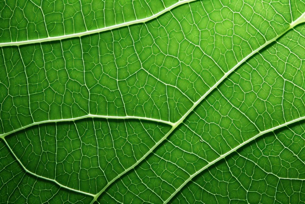 Green leaf texture plant tree.