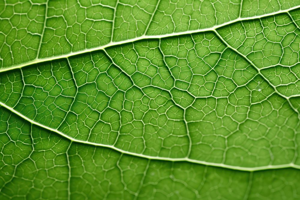 Green leaf blackboard texture plant.