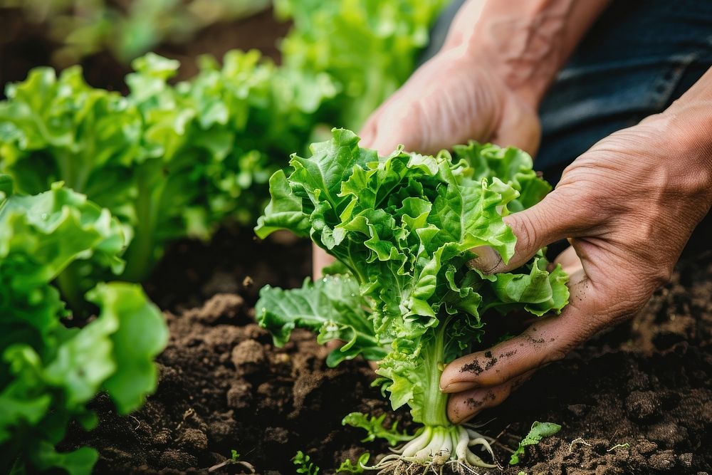 Farmer hand holding and picking up green lettuce salad leaves with roots gardening vegetable outdoors.