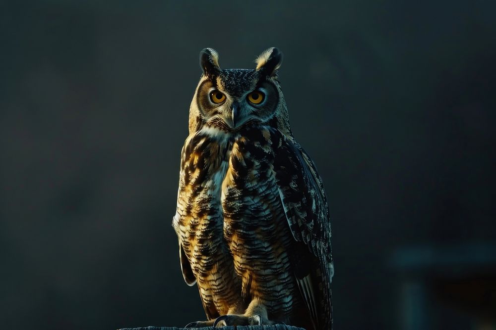 European eagle owl perched on a post animal beak bird.