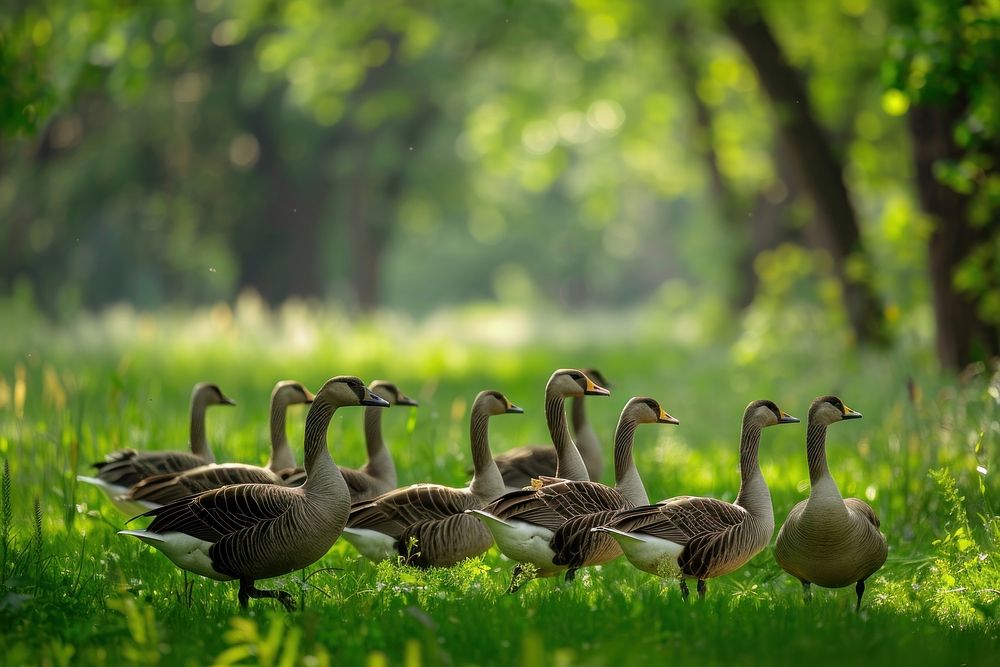 Flock of geese on a green meadow waterfowl animal goose.
